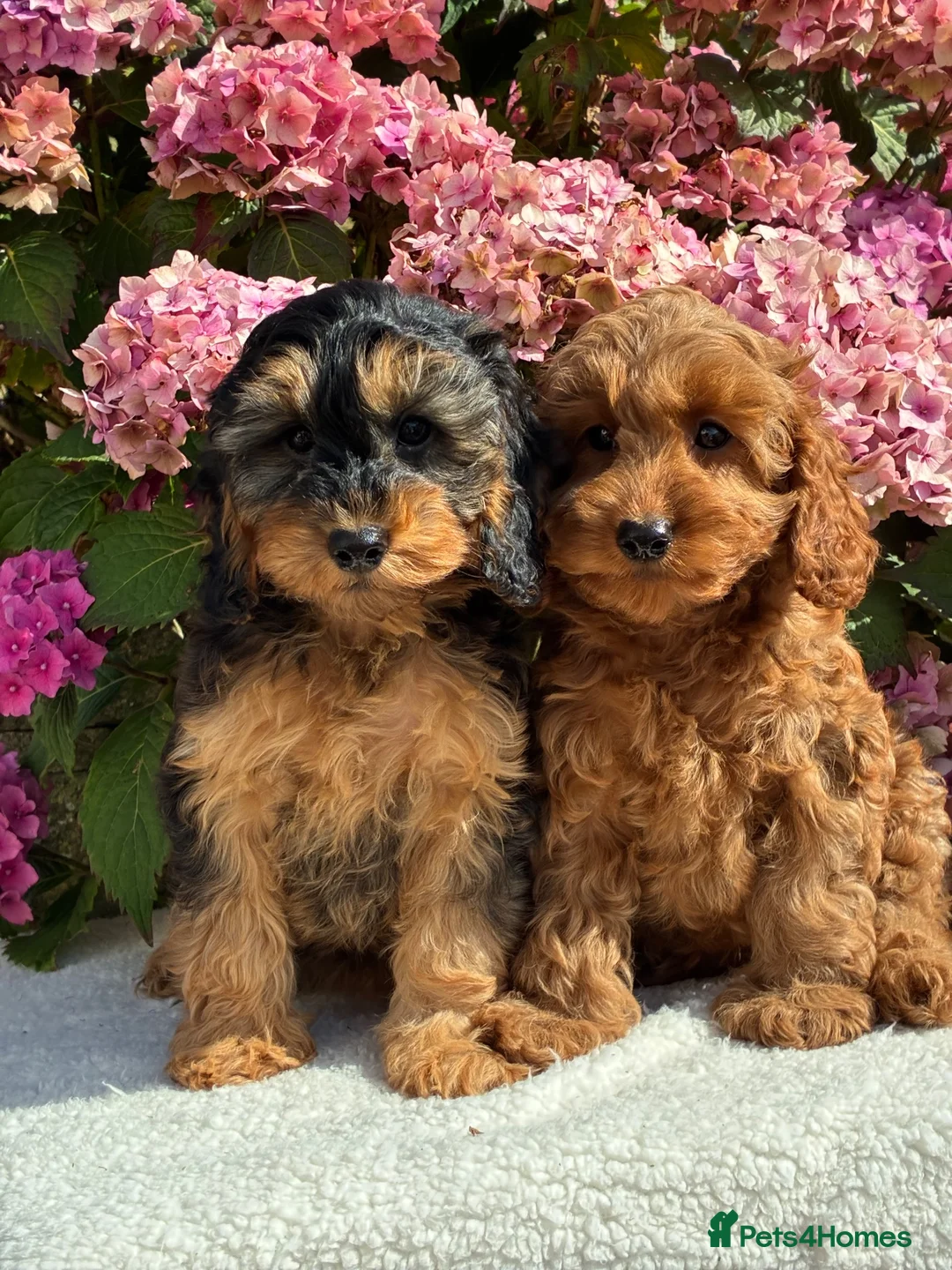 Cockapoo dogs for sale: F1b Cockapoo puppies available  - Advert 1