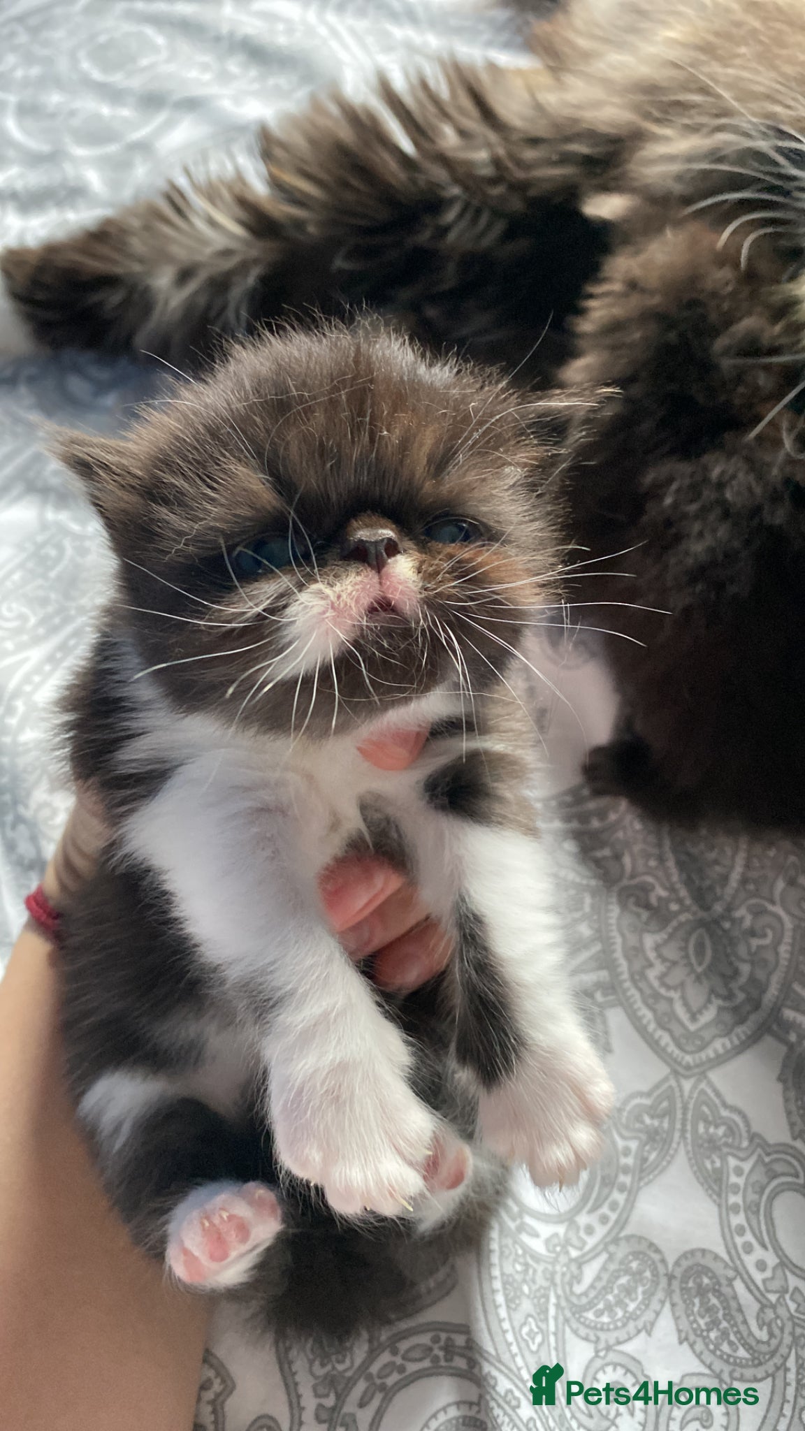 Persian cats Our beautiful litter of 3 Persian x  kittens - Advert 19