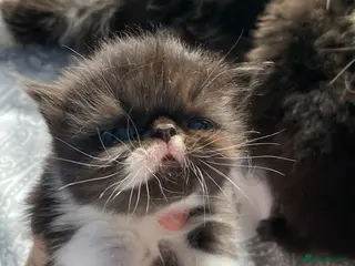 Persian cats Our beautiful litter of 3 Persian x kittens - Advert 19