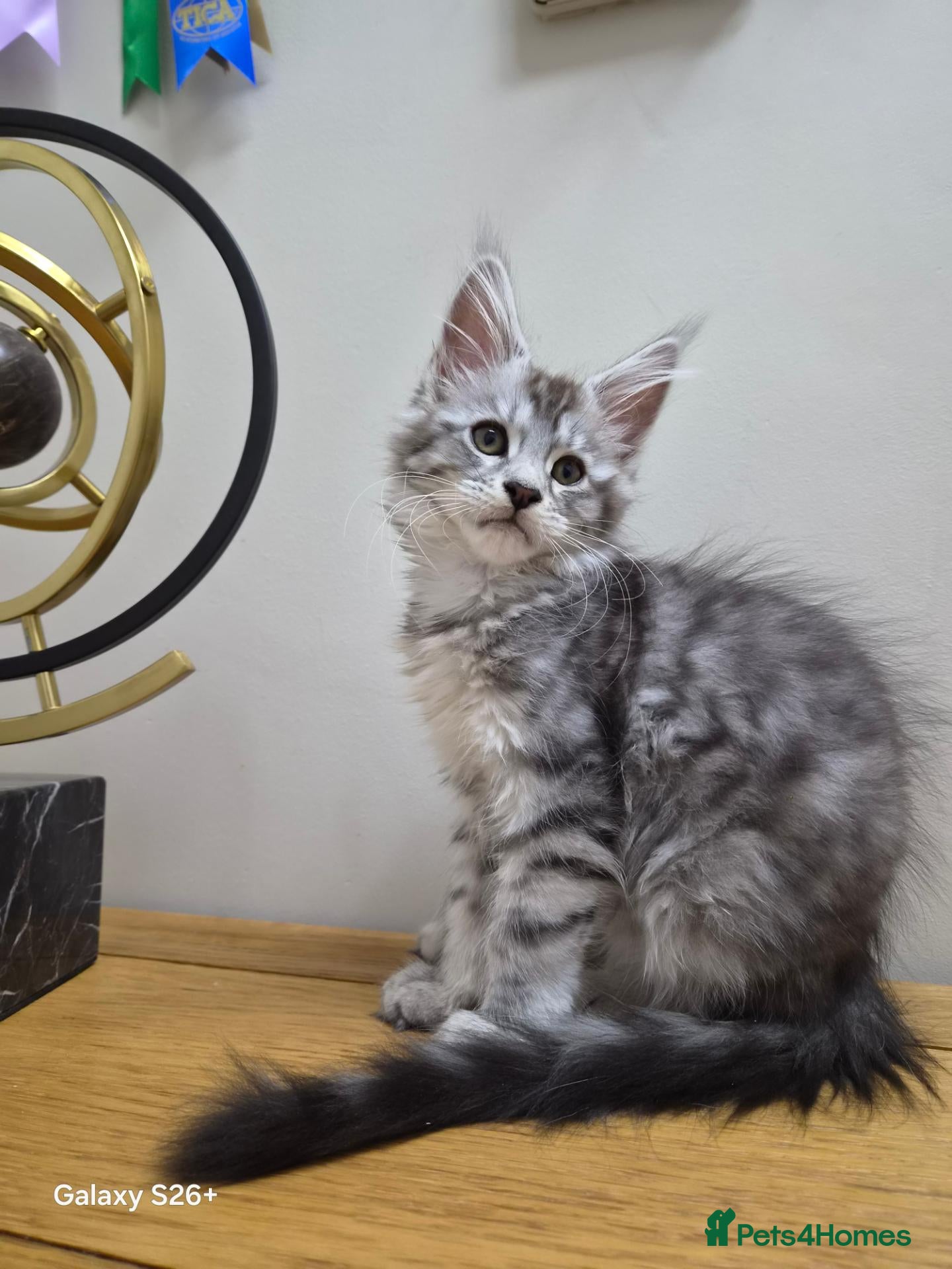 Maine Coon cats Registered and Licensed cattery - Advert 1