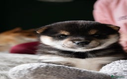 Japanese Shiba Inu dogs for sale: KC REGISTERED JAPANESE SHIBA INU PUPPY GIRL - Image 2