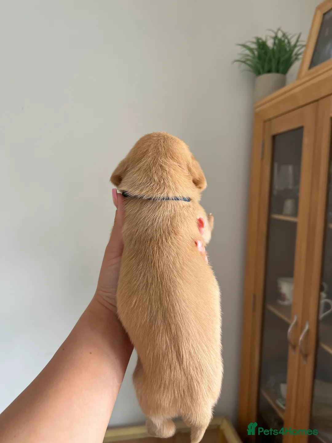 Labrador Retriever dogs for sale: KC Registered Fox Red Labrador Puppies in Houghton le Spring - Advert 20