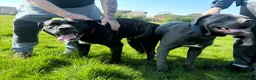 Cane Corso dogs for sale: Cane corso pups - Advert 9