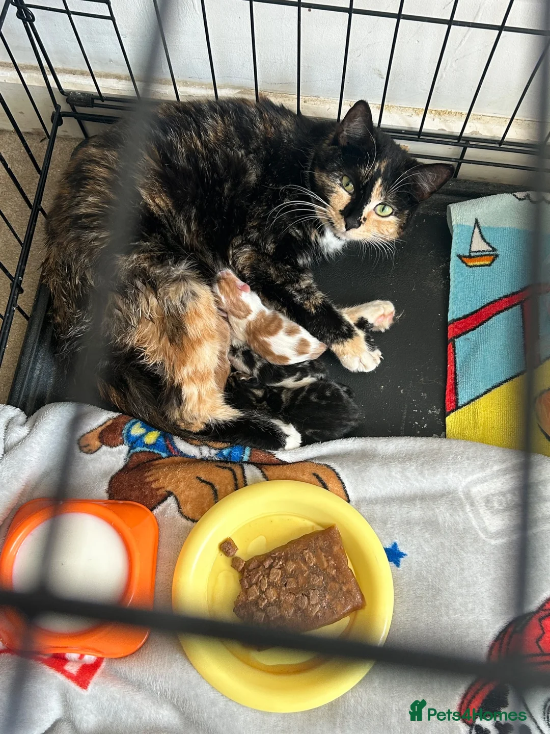 Mixed Breed cats for sale: Kitten for sale  - Advert 3