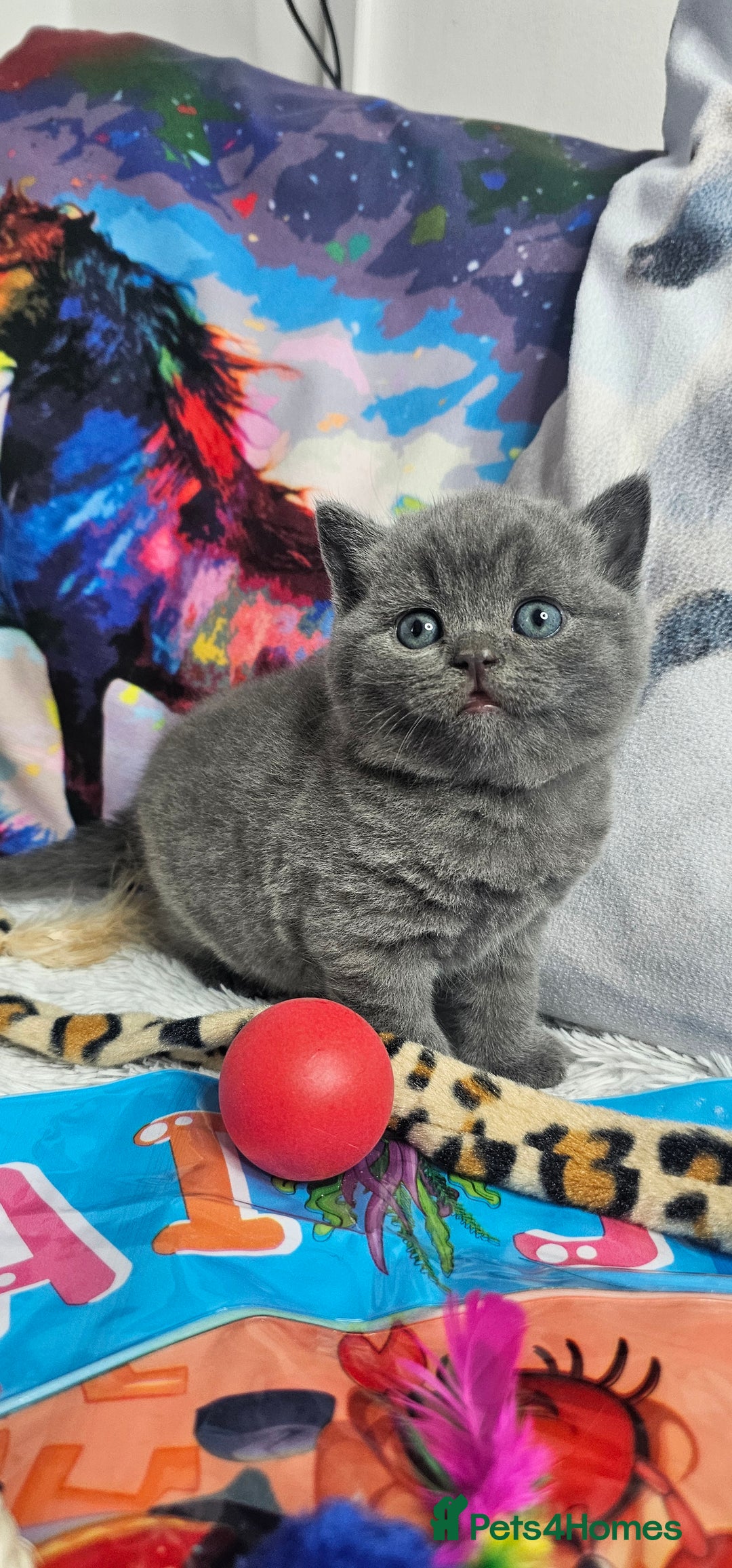British Shorthair cats for sale: BSH BLUE AND BSH GOLD KITTENS Ready now! - Image 7