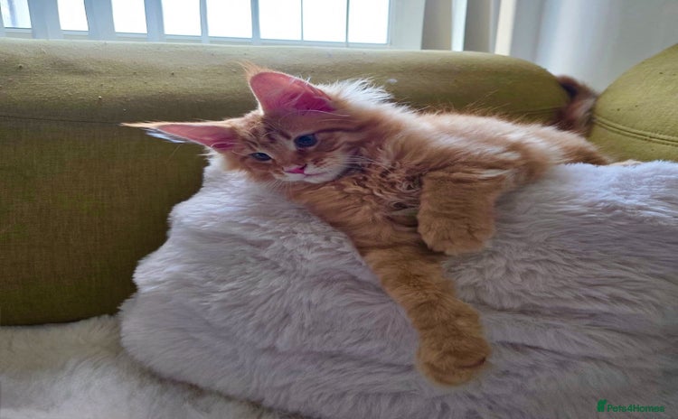 Maine Coon cats Maine Coon XXXL - Advert 10