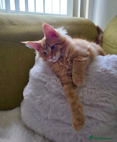 Maine Coon cats Maine Coon XXXL - Advert 10