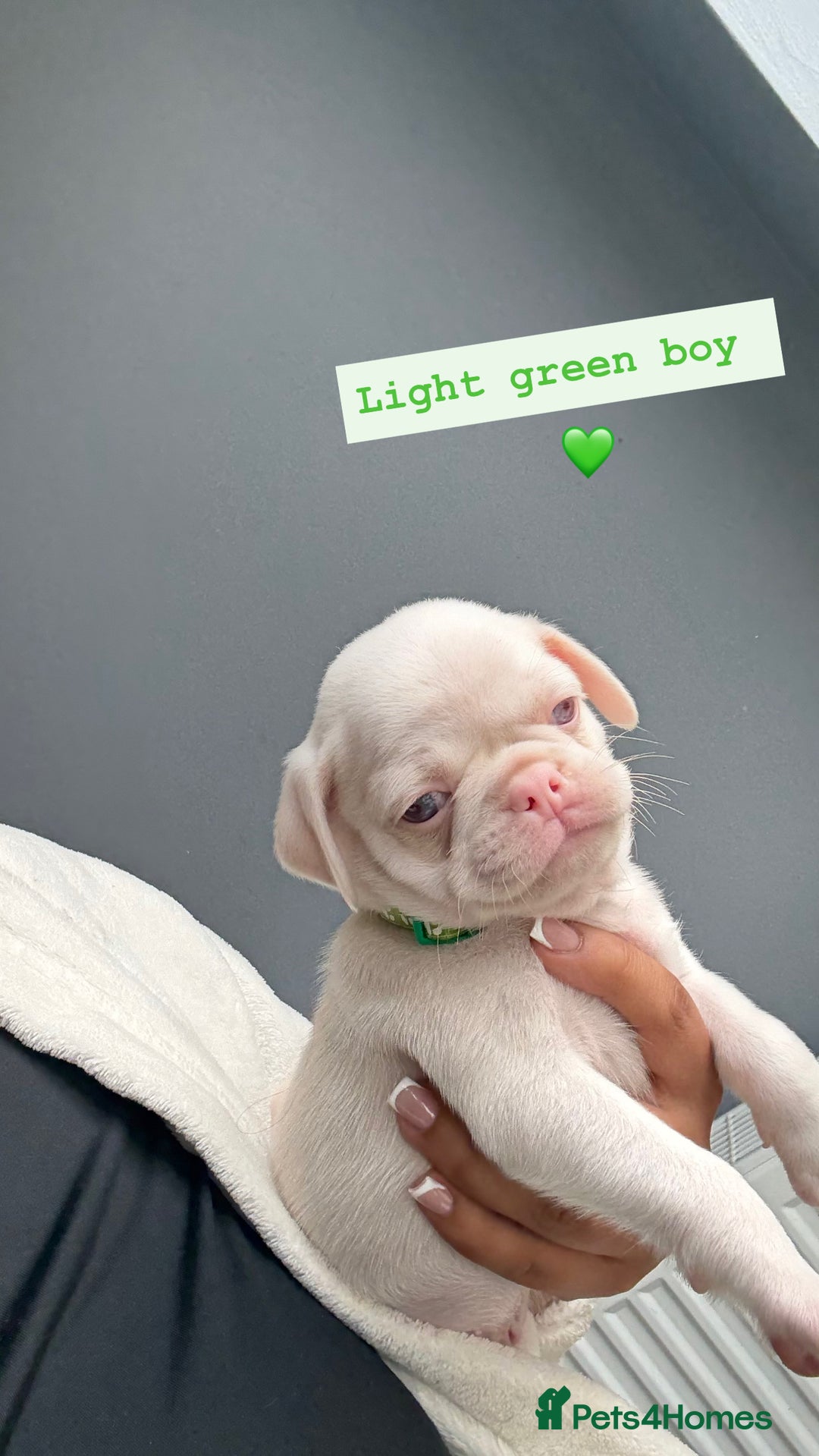 Pug dogs for sale: 7 boys ready to go next week!!!🩵 - Image 5