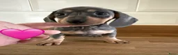 Miniature Dachshund dogs for sale: Beautiful Dapples 5 Star Licensed 5 Star reviews  - Advert 27