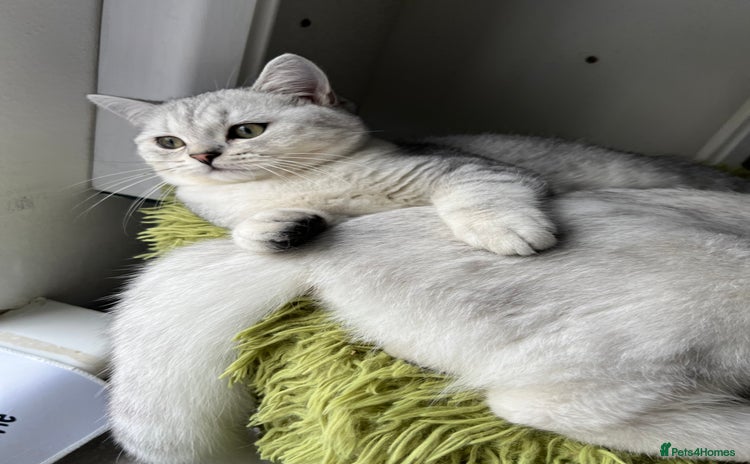 British Shorthair cats - Advert 4