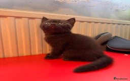 British Shorthair cats for sale: British Shorthair kittens  - Image 8