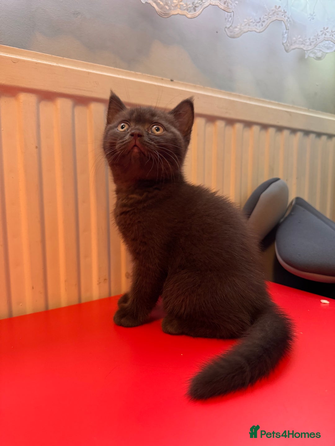 British Shorthair cats for sale: British Shorthair kittens  - Image 8