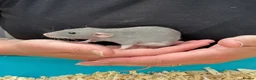 Rat rodents for sale: Beautiful friendly Dumbo rats  - Advert 3