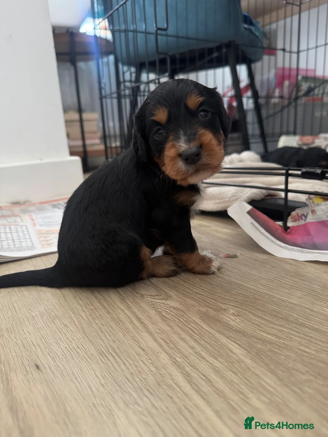 Cockapoo dogs for sale: Beautiful Cockapoo puppies  in Bicester - Advert 13