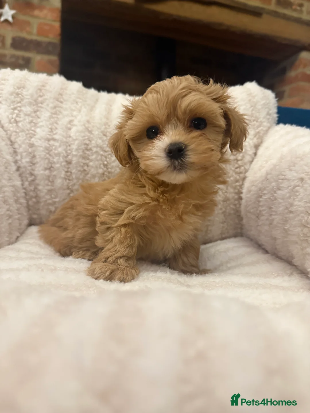 Maltipoo dogs for sale: 🧸 Incredible Teddy Bear F1 Asian Maltipoo 🧸 - Advert 6