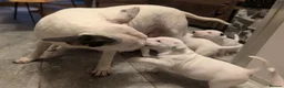 Bull Terrier dogs for sale: Bull terrier pups  - Advert 8