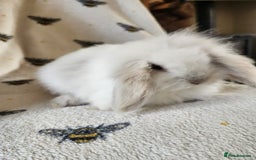 Mini Lion Lop rabbits for sale: beautiful mini sm lion lops and mini lops - Image 14