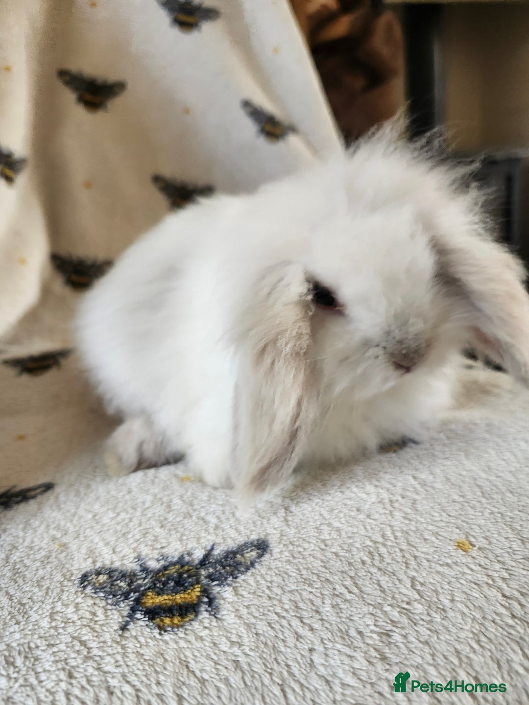Mini Lion Lop rabbits for sale: beautiful mini sm lion lops and mini lops - Image 14