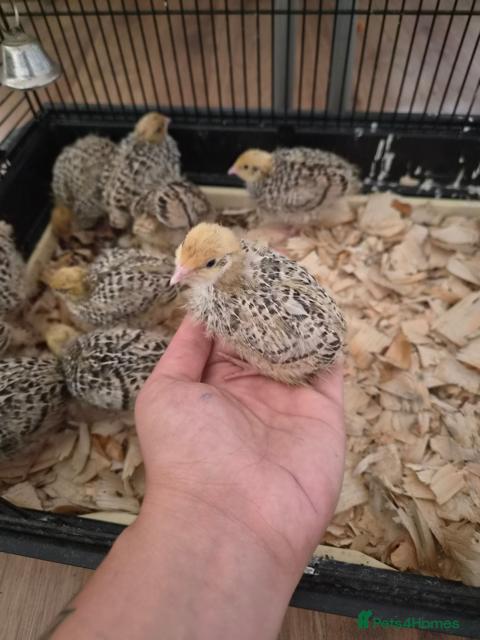 Quail poultry Baby quail  - Advert 3
