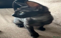 Serengeti cats for sale: Handsome tica reg black smoke male  - Advert 8