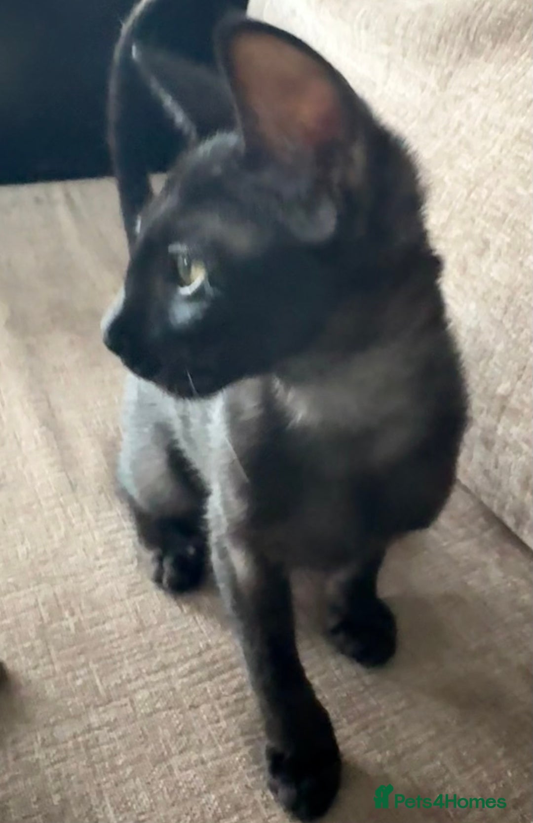 Serengeti cats for sale: Handsome tica reg black smoke male  - Advert 8