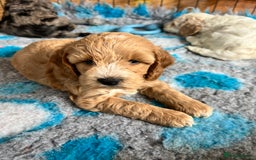 Cockapoo dogs for sale: F1 Cockapoo puppies  - Image 15