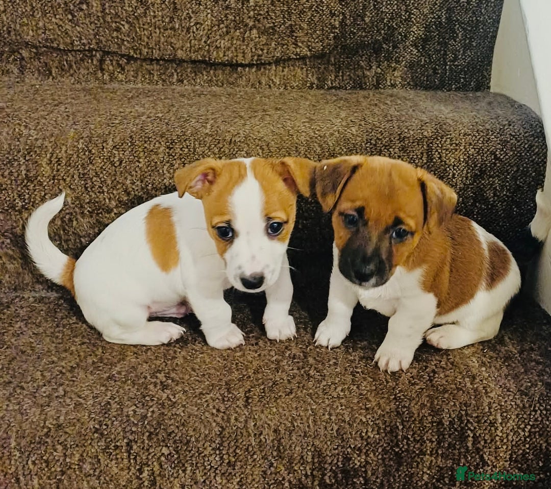Jack Russell dogs for sale: SUPER CUTE PUPPIES  - Advert 5