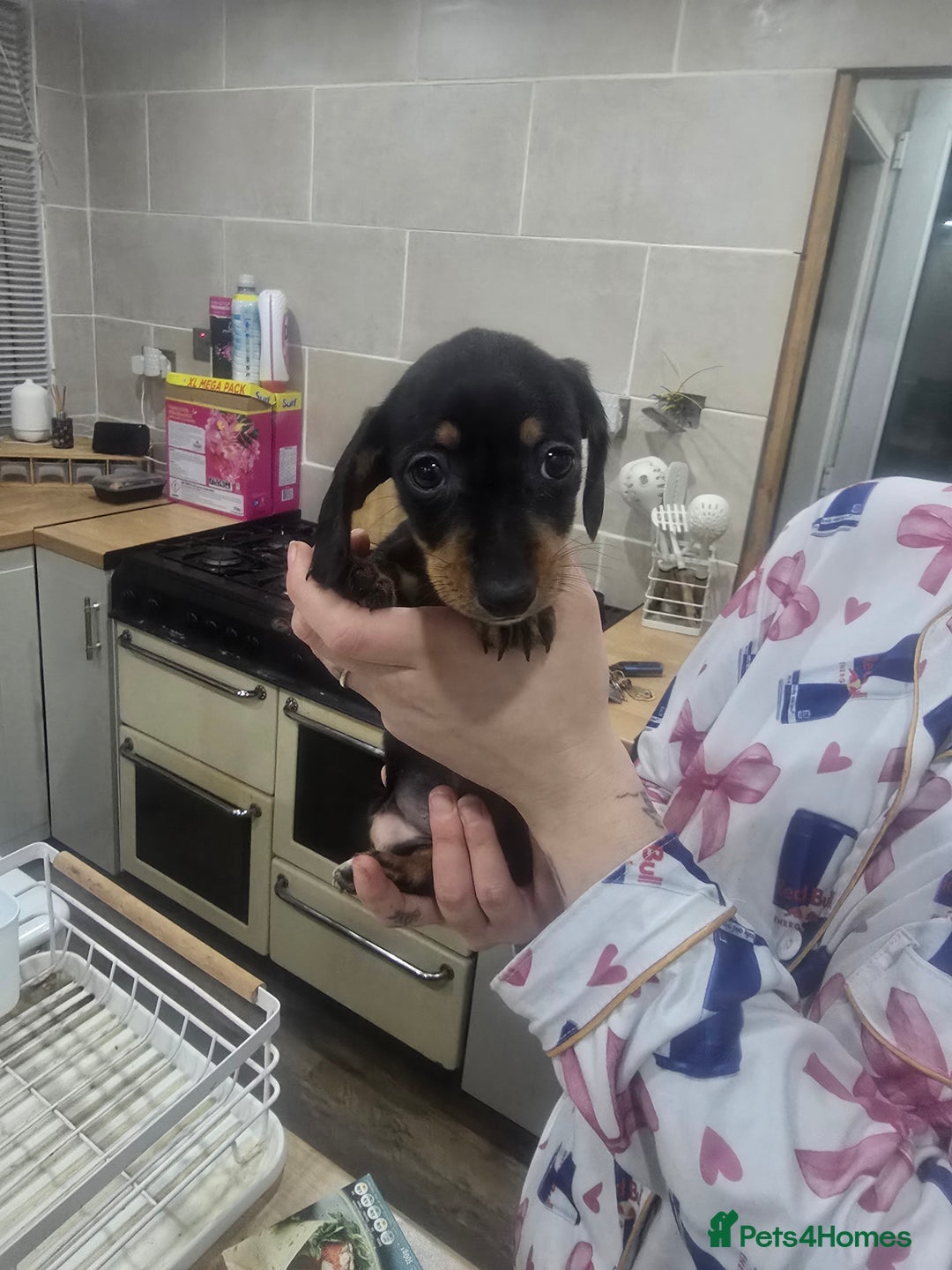 Dachshund dogs for sale: Dachsund puppies for sale  - Advert 9