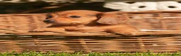 Miniature Dachshund dogs for sale: KC registered long haired miniature dachshunds  - Advert 17