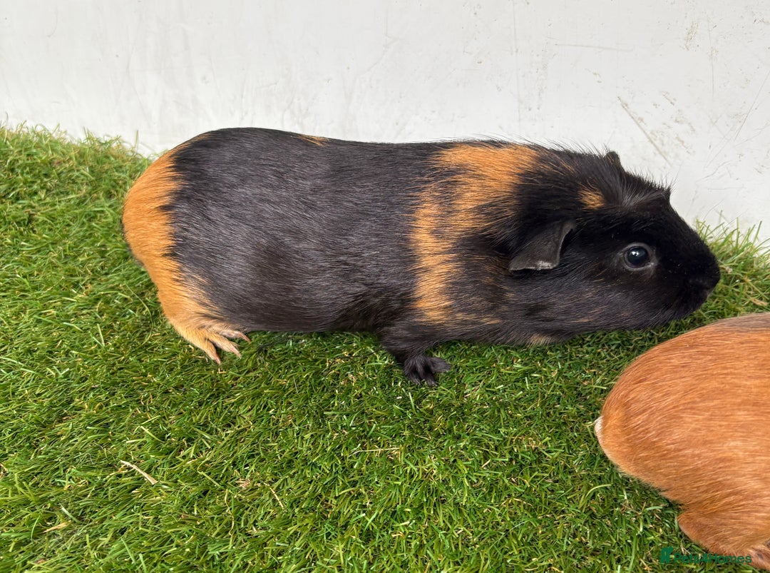 Guinea Pig rodents for sale: Very calm, friendly Guinea pig girls ready now  - Image 12