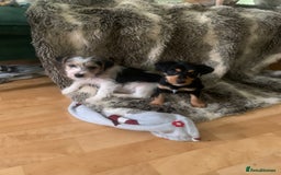 Jack Russell dogs for sale: 2 GORGEOUS JACK RUSSELL PUPPIES READY 4EVER HOME - Advert 4