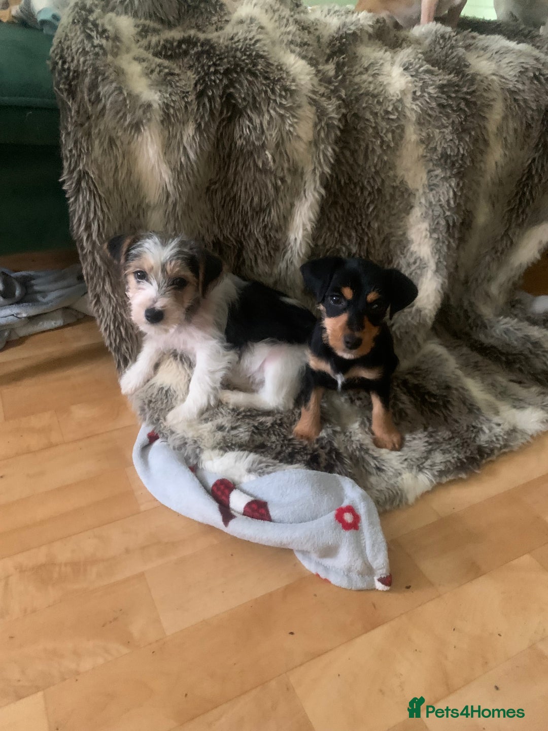 Jack Russell dogs for sale: 2 GORGEOUS JACK RUSSELL PUPPIES READY 4EVER HOME - Advert 4