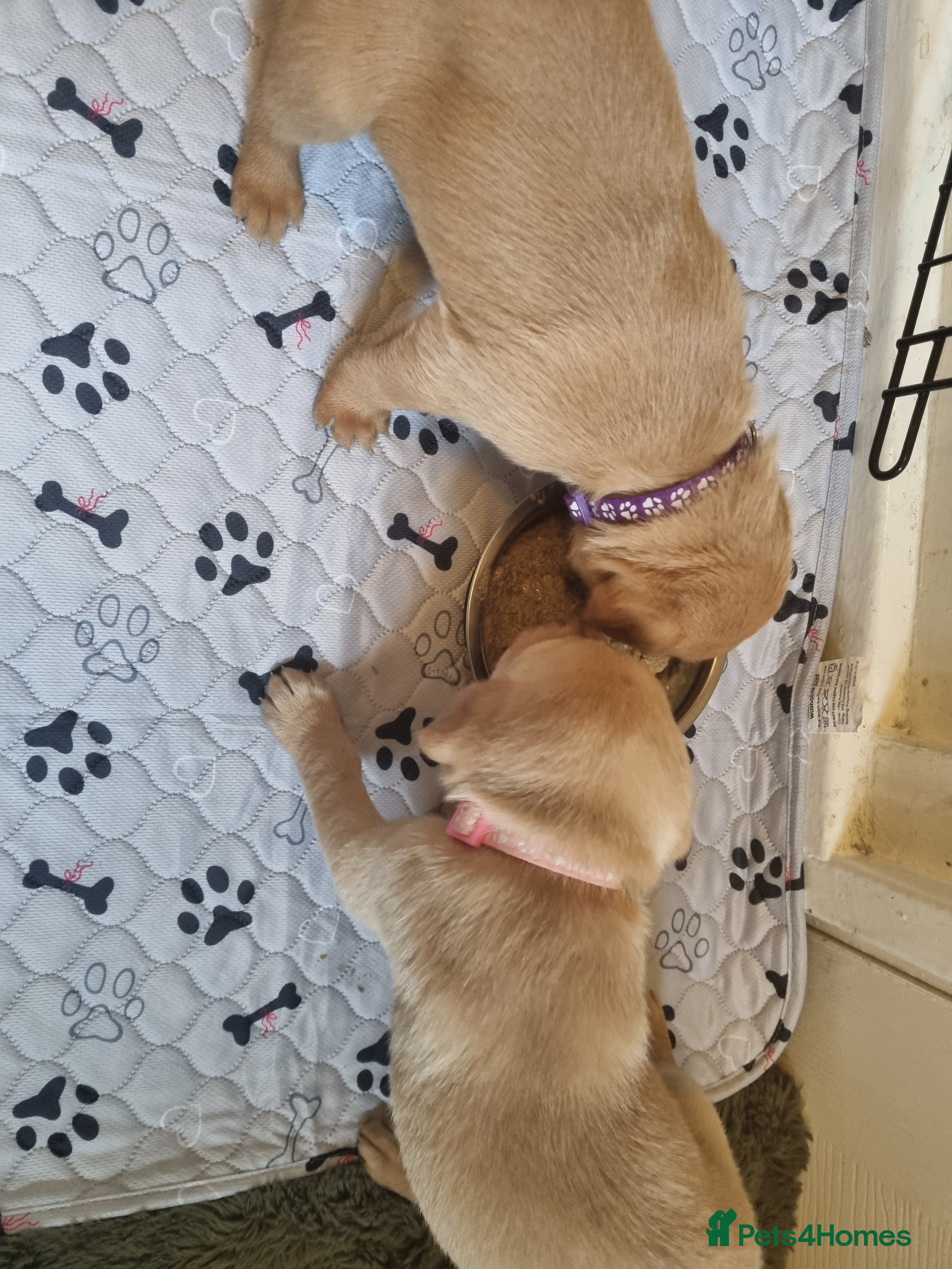 Labrador Retriever dogs Fox Red Labrador puppies for sale - Advert 4