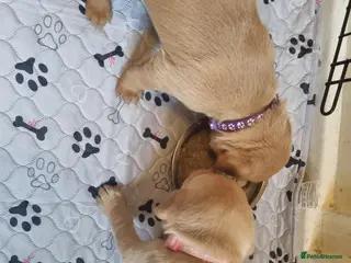 Labrador Retriever dogs Fox Red Labrador puppies for sale - Advert 4