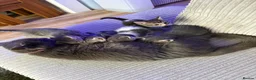 British Shorthair cats for sale: Beautiful kittens ready next week - Advert 23