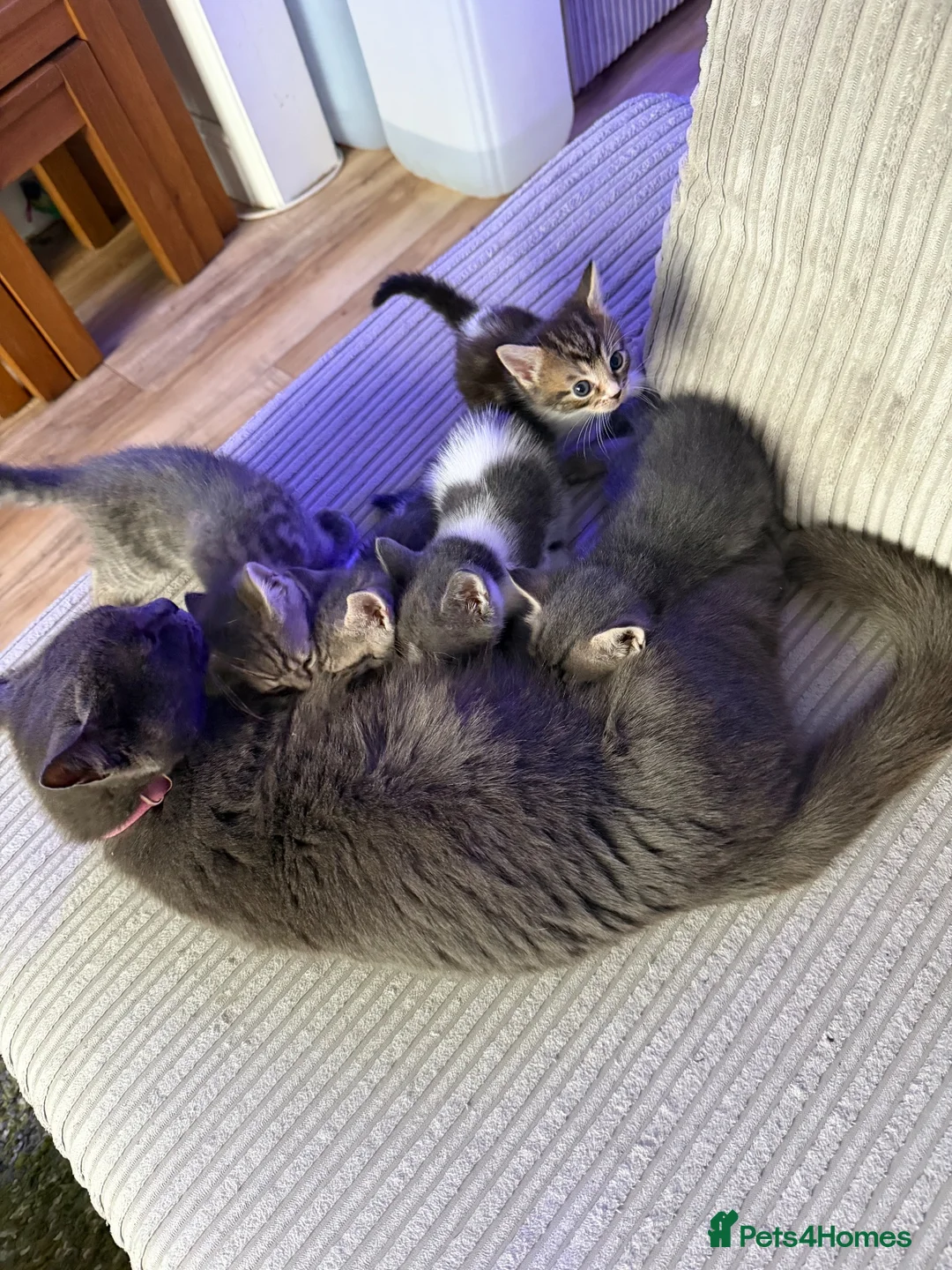 British Shorthair cats for sale: Beautiful kittens ready next week - Advert 23