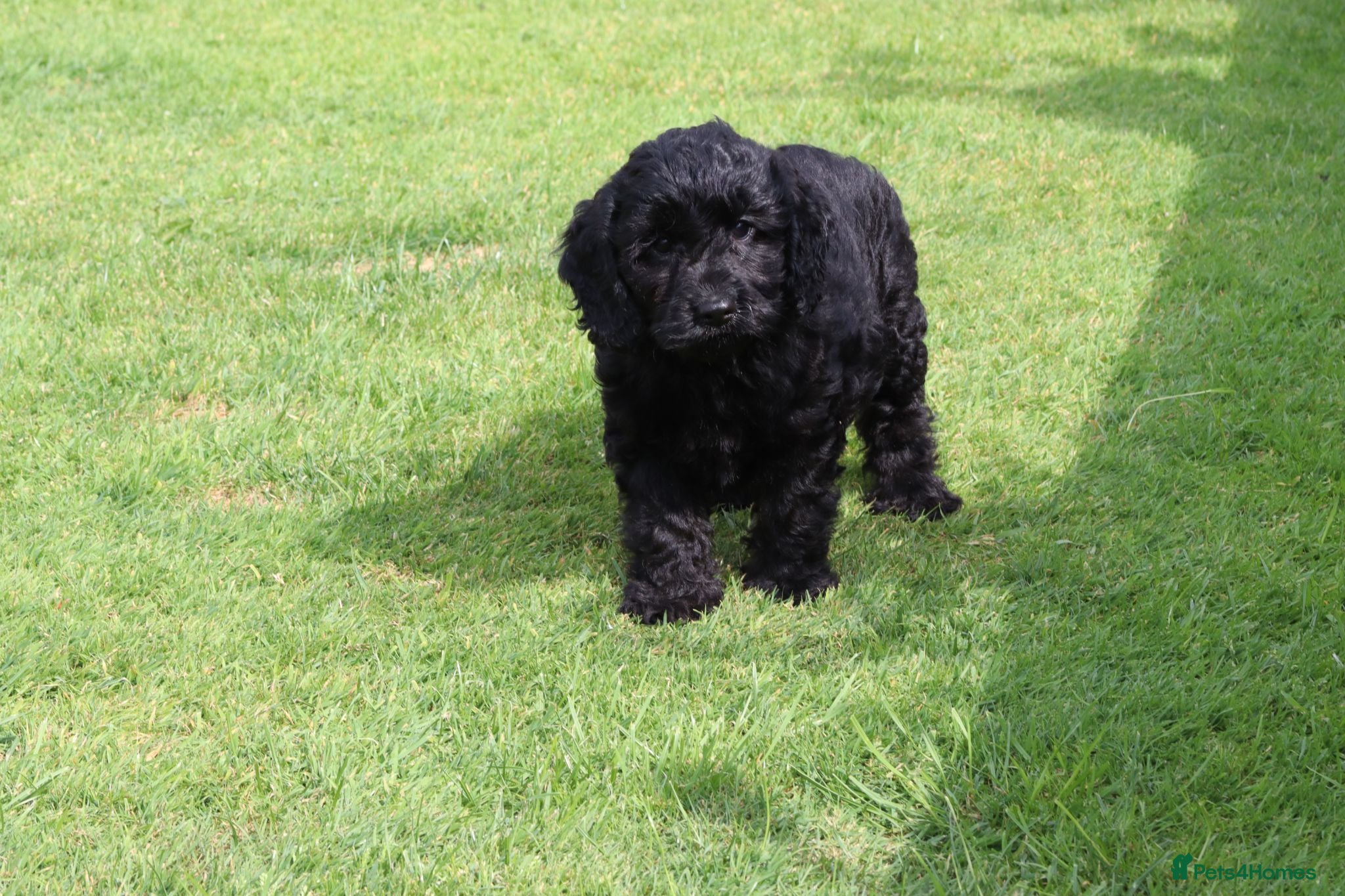 Cockapoo dogs F1 COCKAPOO PUPPIES FOR SALE - Advert 1