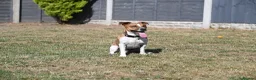 Jack Russell dogs for stud: Jack Russell stud available in Chester - Advert 3