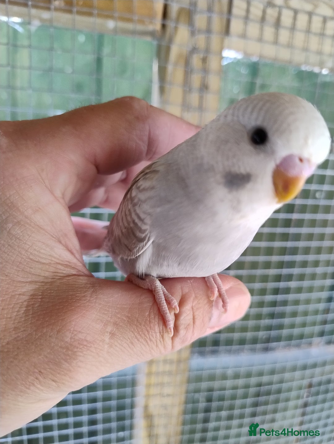 Budgerigars birds for sale: Young budgies, easily tamed - Image 9