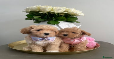 Maltipoo dogs - Advert 14
