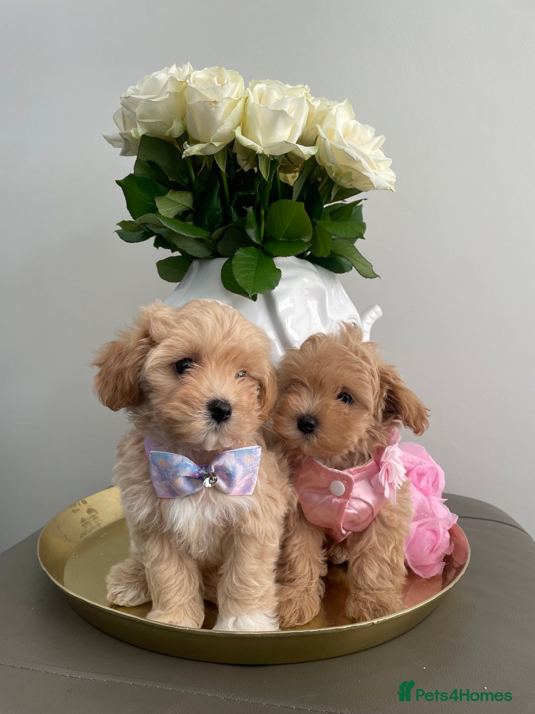 Maltipoo dogs for sale: 🌟Only One Girl Available 🐶 - Image 2