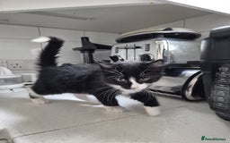 Norwegian Forest Cat cats for sale: Norwegian forest kittens - Image 7
