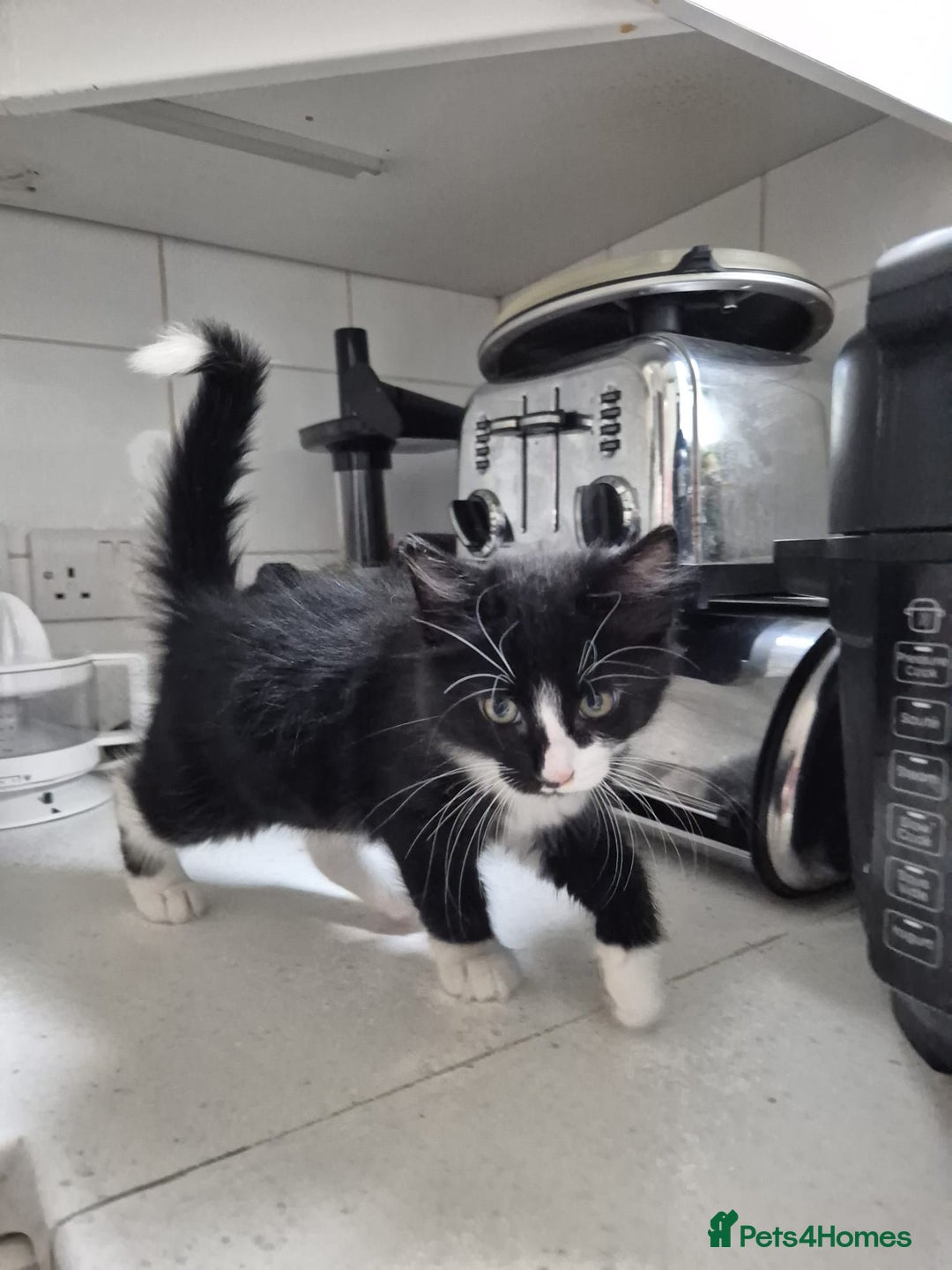 Norwegian Forest Cat cats for sale: Norwegian forest kittens - Image 7