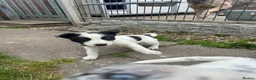 Mixed Breed dogs for sale: Australian cattle dog X Collie Greyhound  - Advert 18