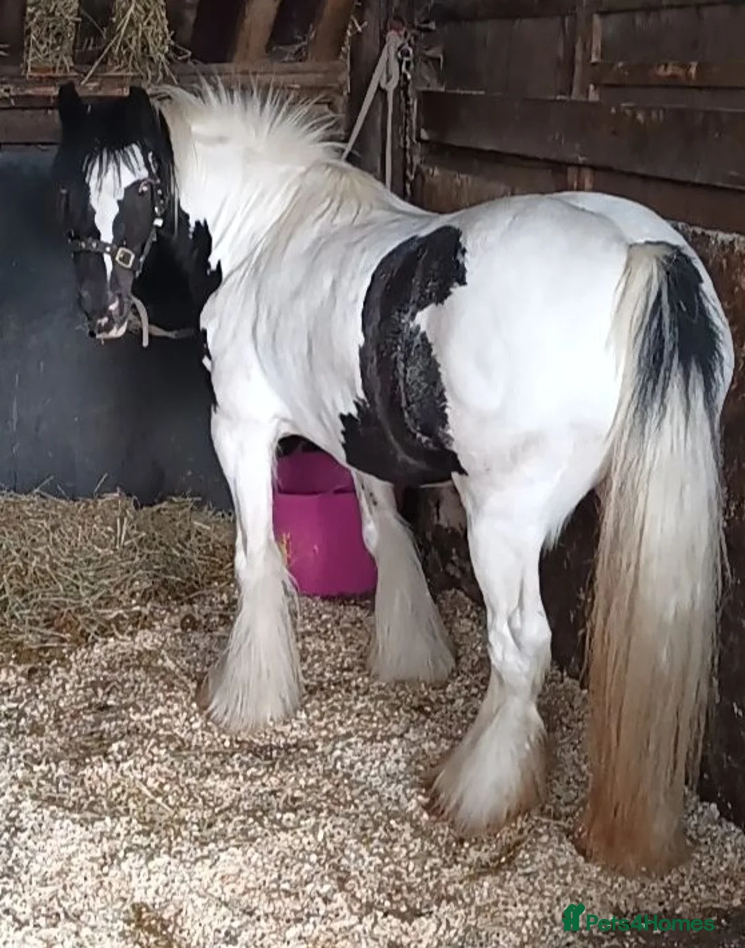 Irish Cob horses for sale: Coloured cob mare  - Advert 3