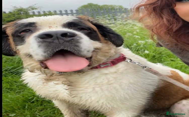 Saint Bernard dogs Saint Bernard puppies due end of November  - Advert 4