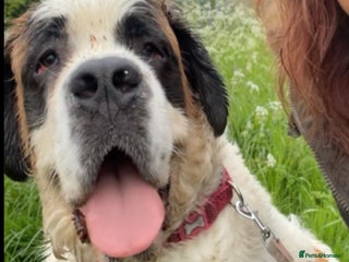 Saint Bernard dogs Saint Bernard puppies due end of November - Advert 9