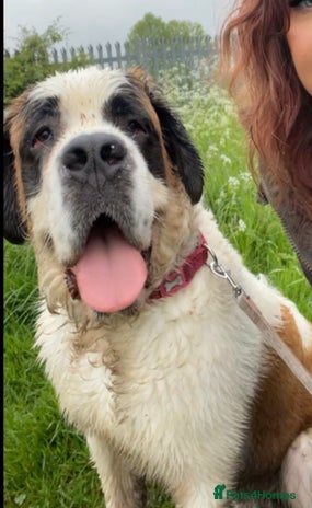 Saint Bernard dogs Saint Bernard puppies due end of November - Advert 1
