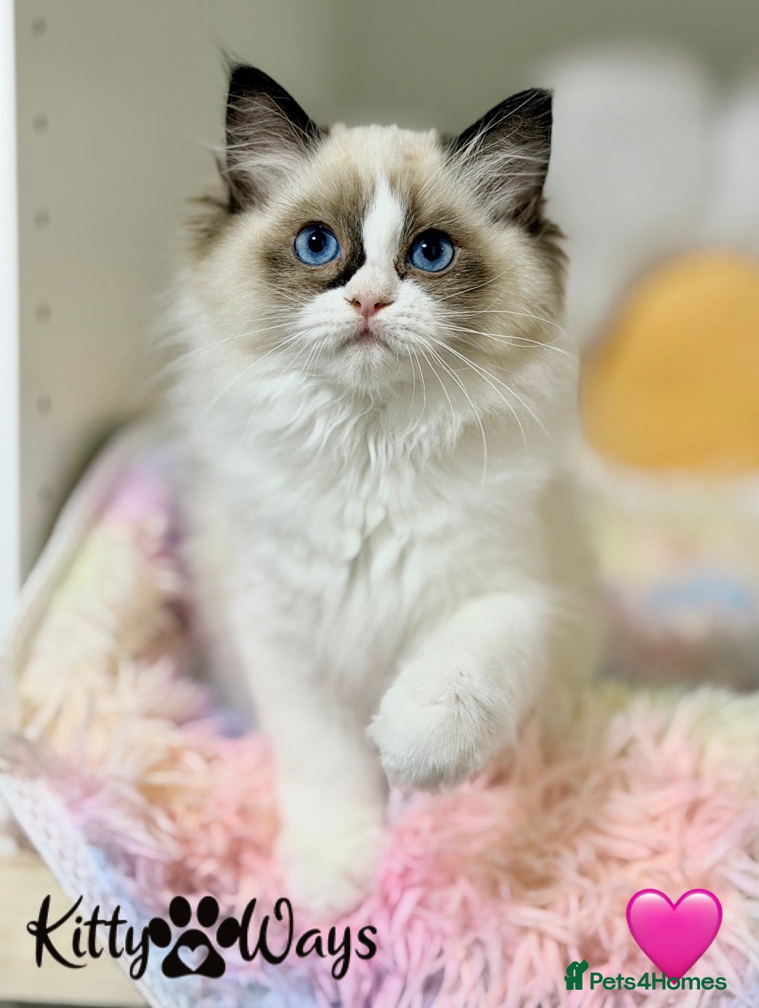Ragdoll cats for sale: 🐾🩷TICA REG* SEAL BICOLOUR EU RAGDOLL KITTENS🩵🐾 - Advert 12