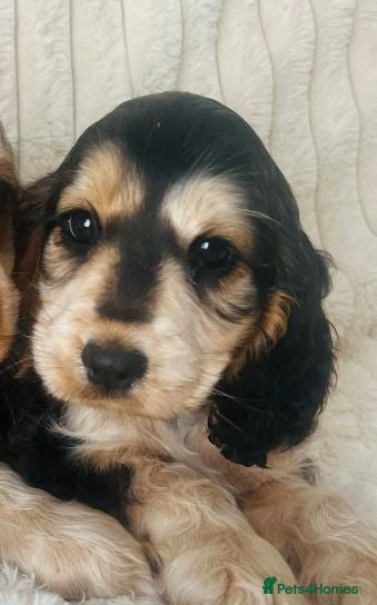 Cocker Spaniel dogs Beautiful Show Cocker Spaniels - Advert 2